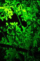 Grüne Blätter in grünem Licht