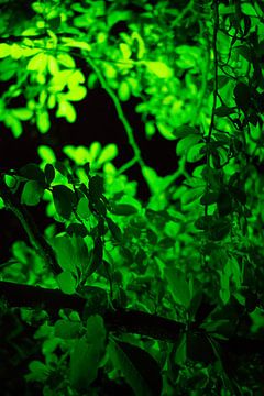 Groene bladeren in groen licht van Maxine van Haeren