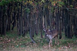 Männlicher Damhirsch taucht aus einem dunklen Wald auf.