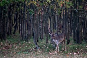 Männlicher Damhirsch taucht aus einem dunklen Wald auf.
