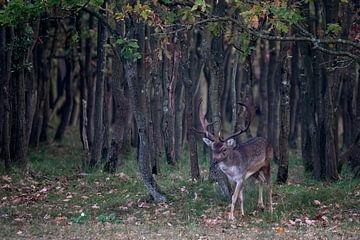 Männlicher Damhirsch taucht aus einem dunklen Wald auf. von Albert Beukhof