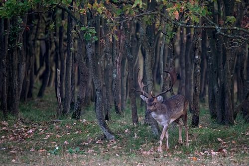 Un daim mâle émerge d'une forêt sombre.