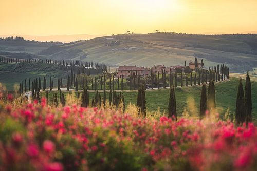Italy Tuscany cypress landscape in the evening