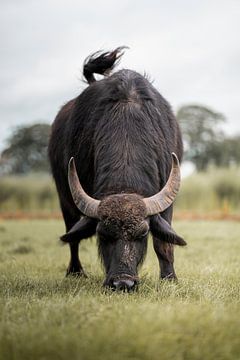 Buffel met grote hoorns grazend van Bas Leroy