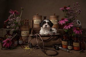 Die richtige Medizin, Shih Tzu Welpe