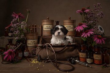 Het beste medicijn, stilleven met een shih tzu puppy van Elles Rijsdijk