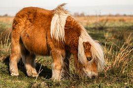 Shetlandpony