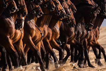Paarden kracht op een rij van Bart Hageman Photography