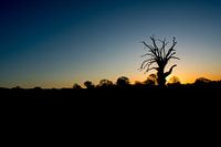 A Lonely Tree