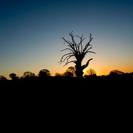 A Lonely Tree von Jack Turner