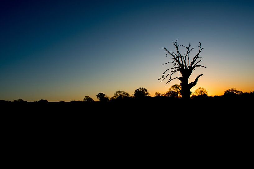 A Lonely Tree van Jack Turner