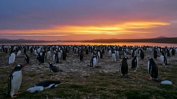 Sunset volunteerpoint with Gentoo Pinguins by Remco van Kampen