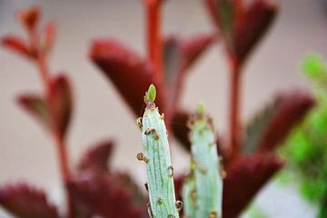 bloei plantje, sur Gerrit Neuteboom