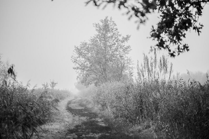 friesland the parts in black and white 4 by anne droogsma