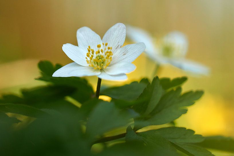 Wood anemone by Ad Jekel