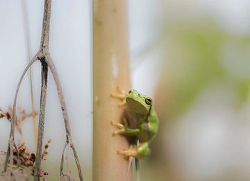 Laubfrosch von Ans Bastiaanssen