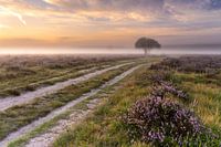 Flowering purple heather during a misty sunrise