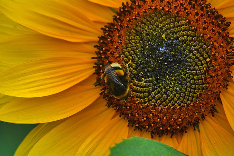 zwart-geel van Edgar Schermaul