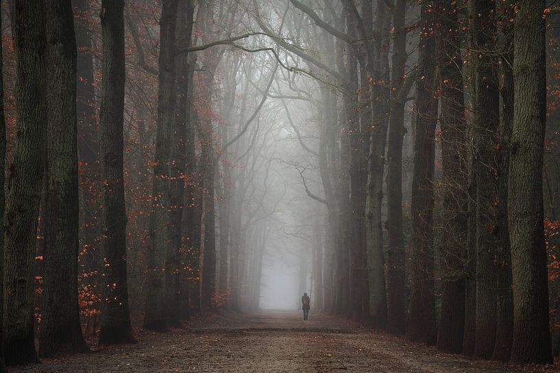 Red leaves in a dark forest by Jeroen Schouten