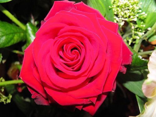 The red rose