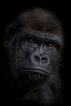 Gorilla puber/ Dark Animal Portrait van Ron Meijer Photo-Art