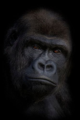 Gorilla puber/ Dark Animal Portrait