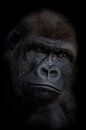 Gorilla puber/ Dark Animal Portrait von Ron Meijer Photo-Art Miniaturansicht