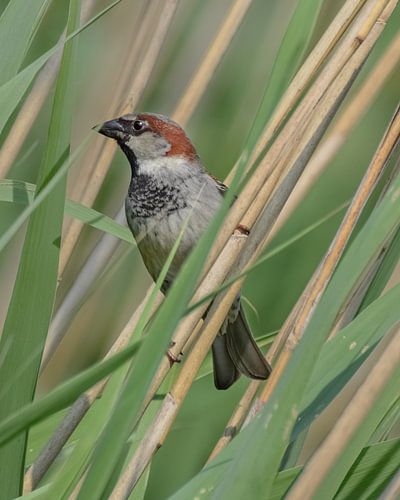 Sparrow on cane