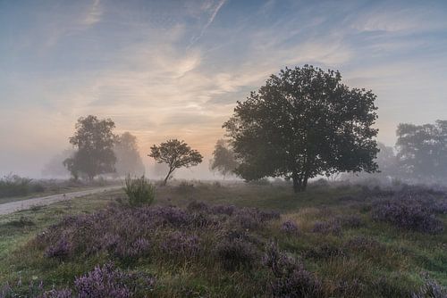 Mist rond de zonsopkomst op de Westerheide 1