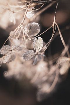 Winter hortensia ijskristallen van Imladris Images