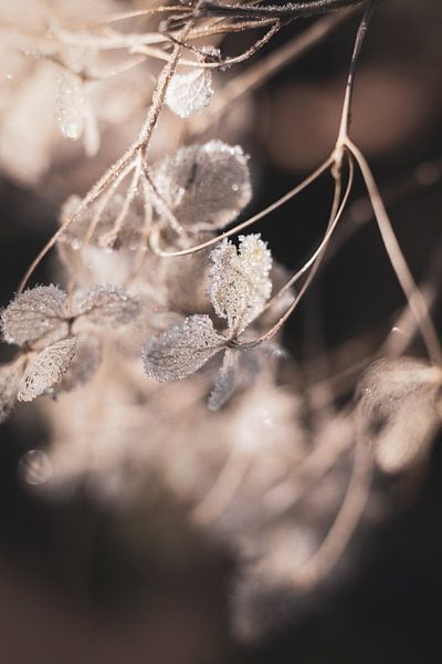 Winter Hydrangea Ice Crystals by Imladris Images