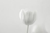 Tulpe von Marianna Pobedimova Miniaturansicht