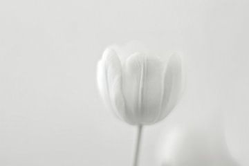 Tulipe