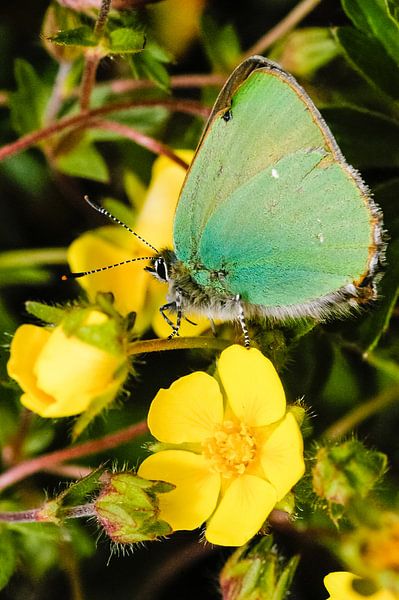 Grüner Schmetterling auf gelber Blüte, Grüner Falter auf Gänseblümchen von Martin Stevens