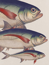 Klassische Fischmotive 5 von Fernando Vieira