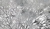 Die Seele des Waldes