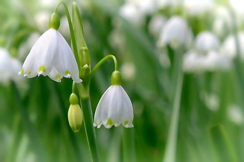 Sneeuwklokje van Peter Bartelings