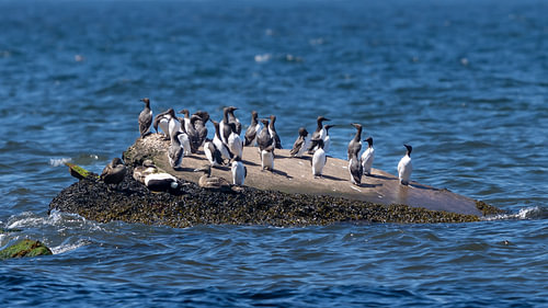 Common Guillemots and Eiders Resting on Sea Rock