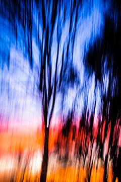 Sunset Tree van Robert Wiggers