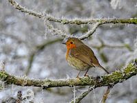 Roodborstje in de winter, op een tak met rijp
