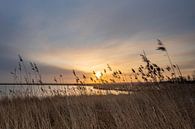 Zonsopkomst Oostvaardersplassen van Margreet Riedstra thumbnail