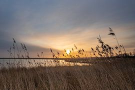 Sonnenaufgang Oostvaardersplassen von Margreet Riedstra