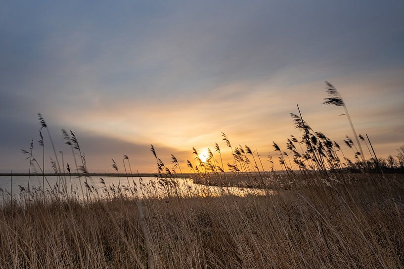 Zonsopkomst Oostvaardersplassen van Margreet Riedstra