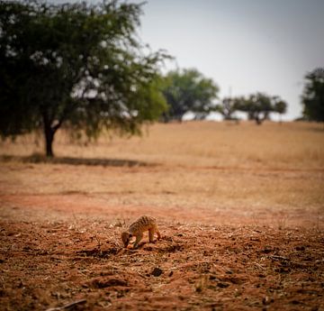 Meerkat digging in Namibia, Africa by Patrick Groß