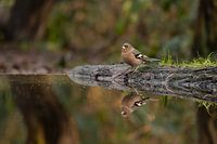 Vink spiegelbeeld