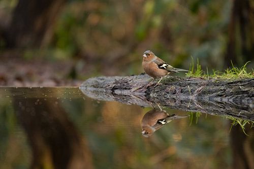 Homme Finch avec image miroir
