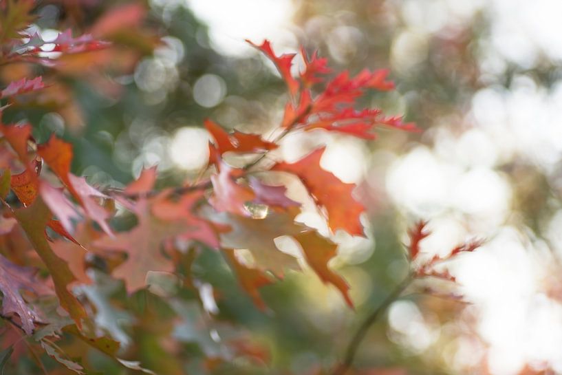 Herbstlaub-Impression von Birgitte Bergman