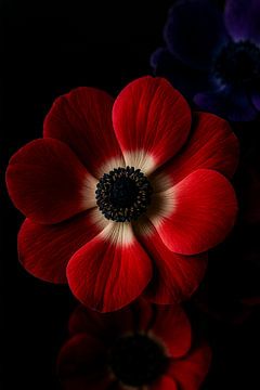 Anemone by Bert Quaedvlieg