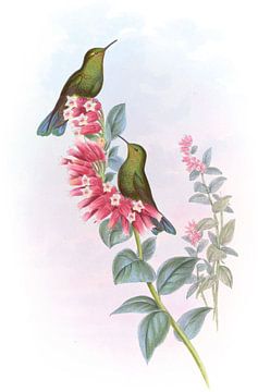 Paars-staart, John Gould van Hummingbirds