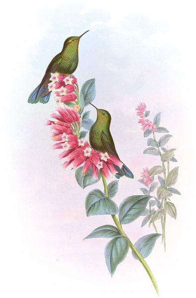 Purple-tail, John Gould par Hummingbirds